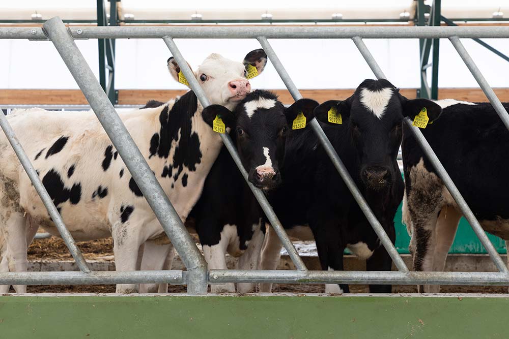 curious-young-dairy-heifers-on-a-modern-dairy-farm-resize.jpg