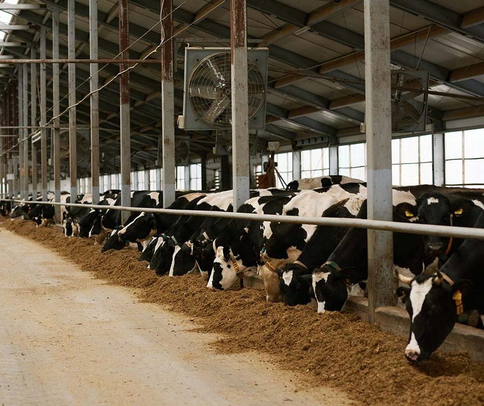 dairy-farm-with-herd-of-cows-resize.jpg